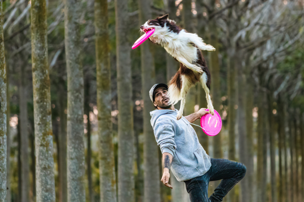 Dog and Frisbee von Gila