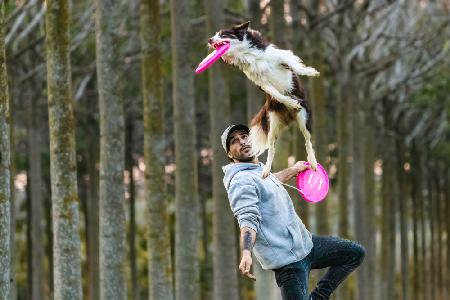 Dog and Frisbee