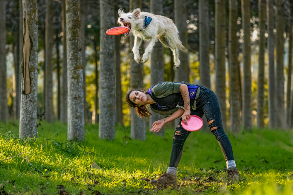 Dog and Frisbee von Gila