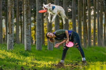 Dog and Frisbee