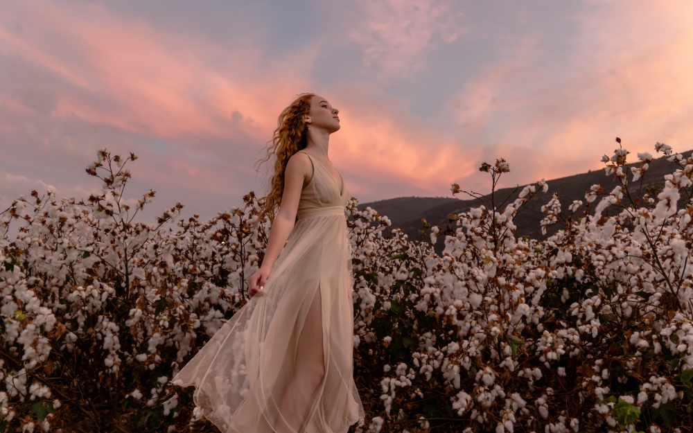 Sunset in the cotton field von Gila