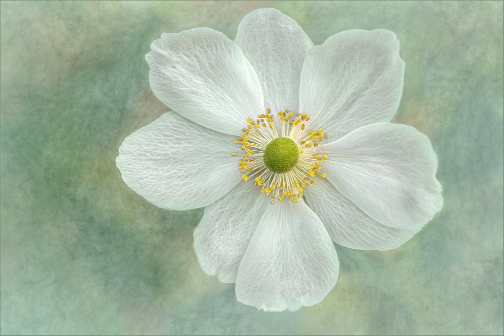 Anemone ‘Honorine Jobert’ von Gilbert Claes