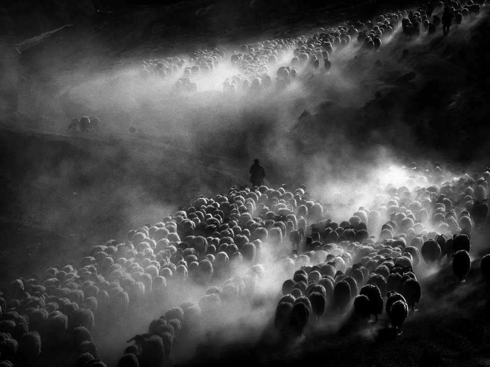 herd of sheep von Gilcan Mete