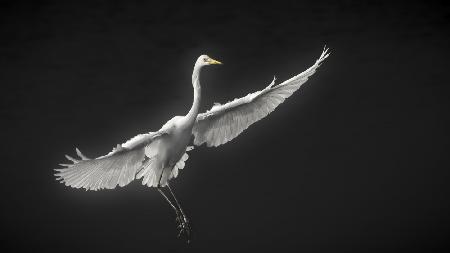 Grande aigrette phase 3