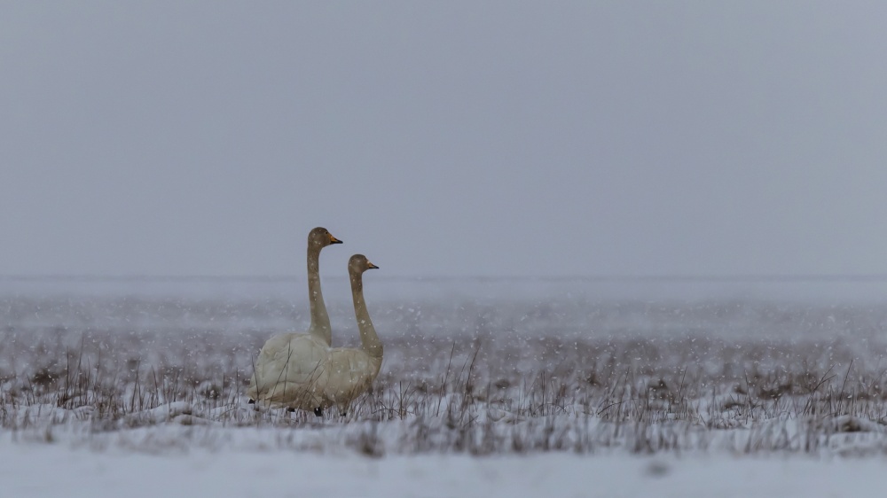 Couple of swans under the snow von Giorgio Dellacasa