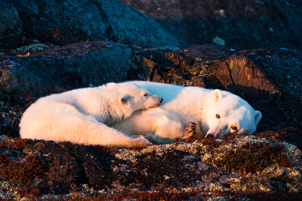 Mother and cub are resting at sunset von Giorgio Disaro