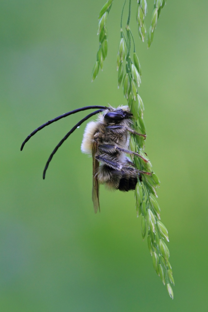 Longhorn bee von Giorgio Perbellini