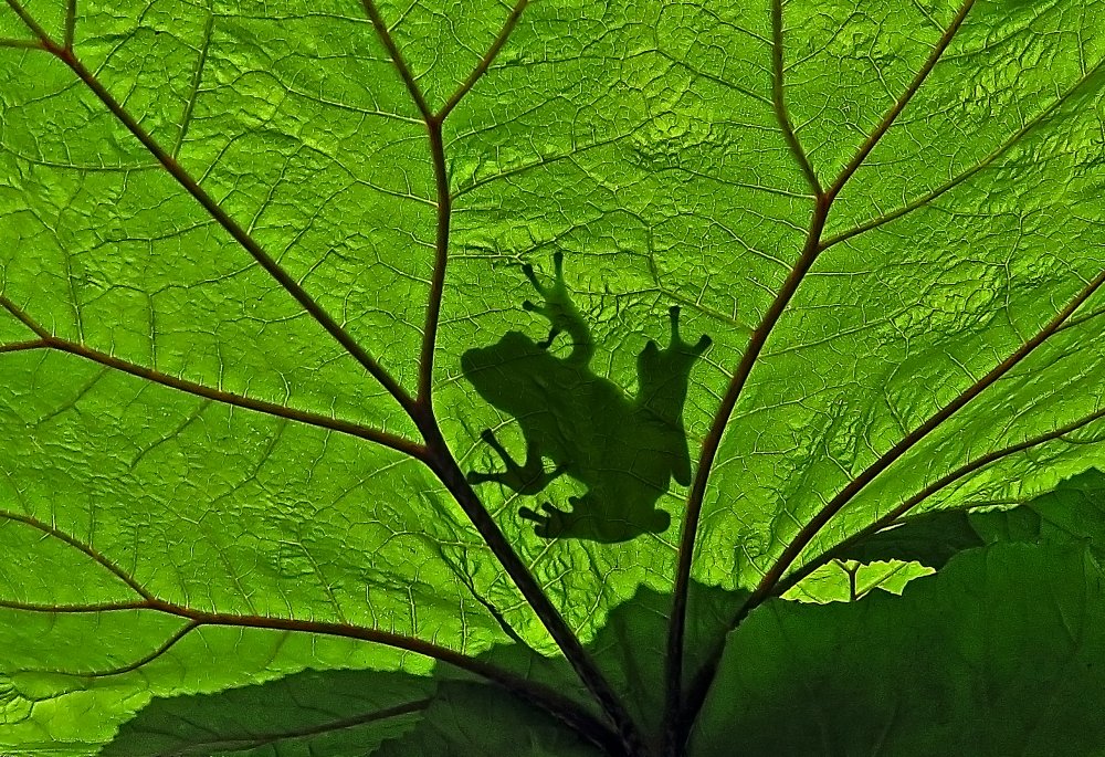 A Silhouette von Giorgio Pizzocaro