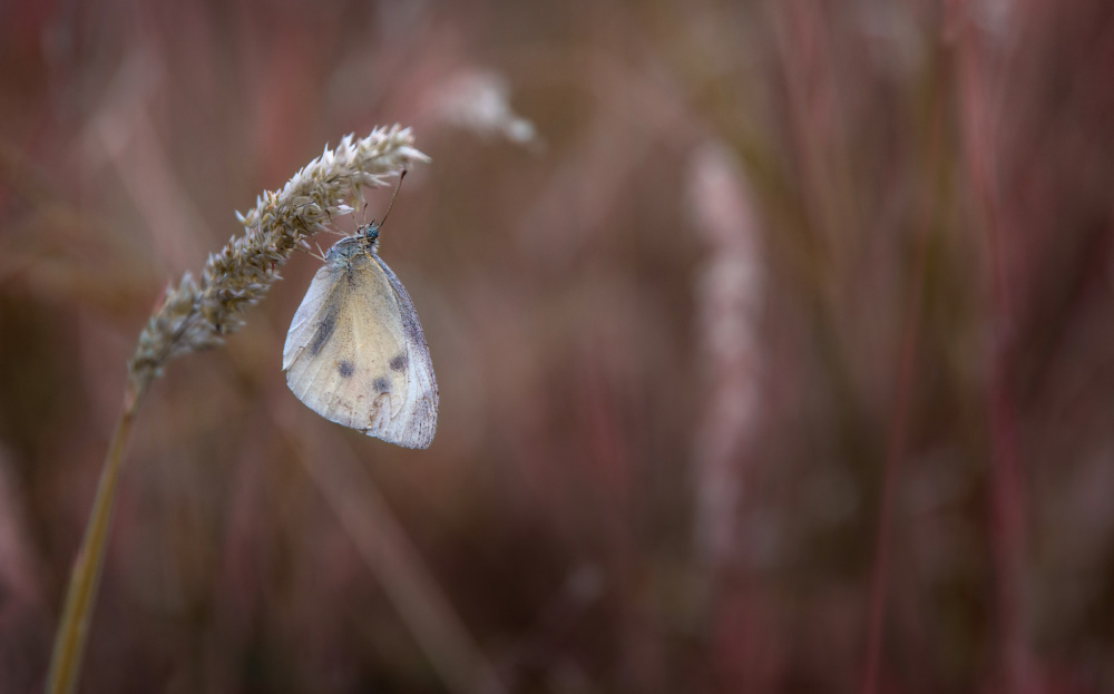 Butterfly## von Giorgio Toniolo