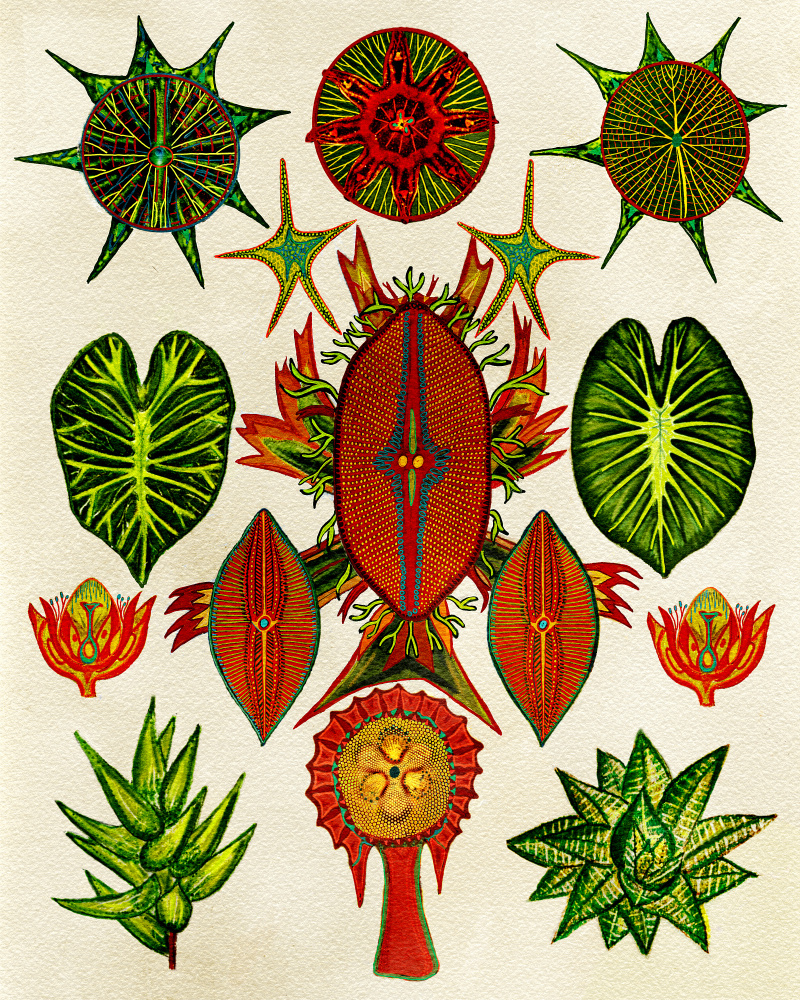 Botanical Invention von giovanna nicolo