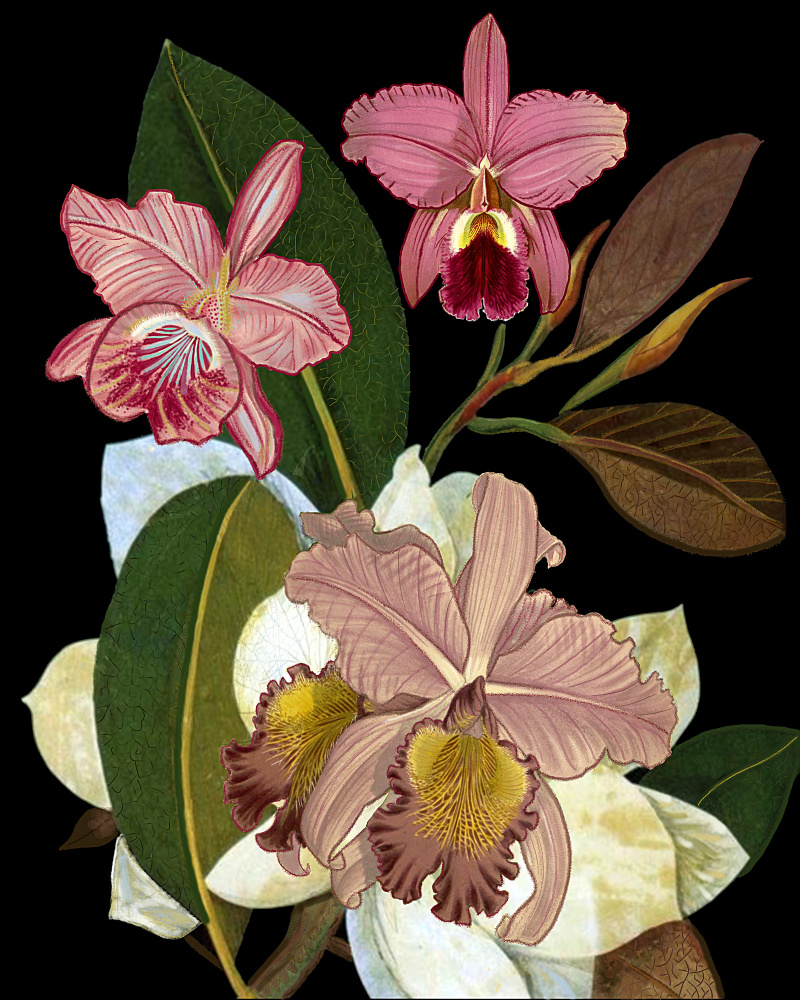 Orchids for Phyllis Botanical von giovanna nicolo