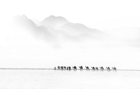 Camel Caravan