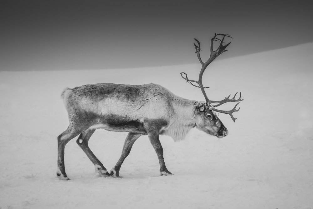 Alone in the Arctic wasteland von Giovanni Venier