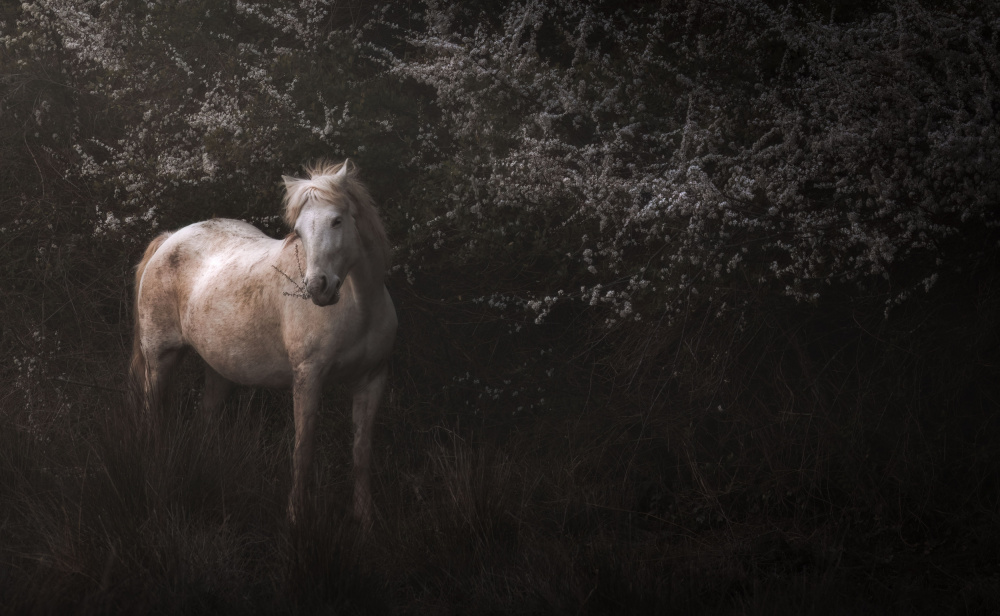 Shadowfax von Giovanni Venier