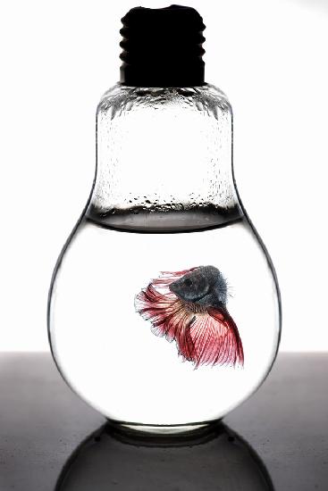 betta fish red