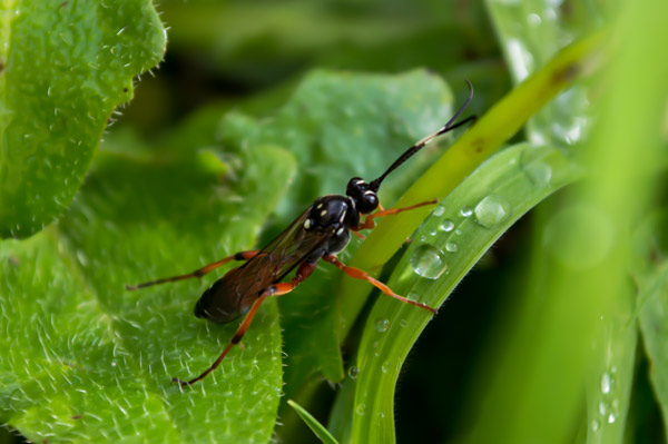 Macro life 2 von Giulio Catena