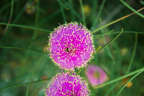 Nature 3 von Giulio Catena