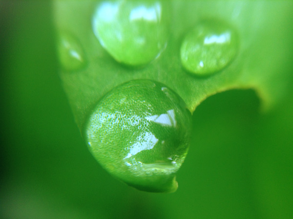 Raindrops 2 von Giulio Catena