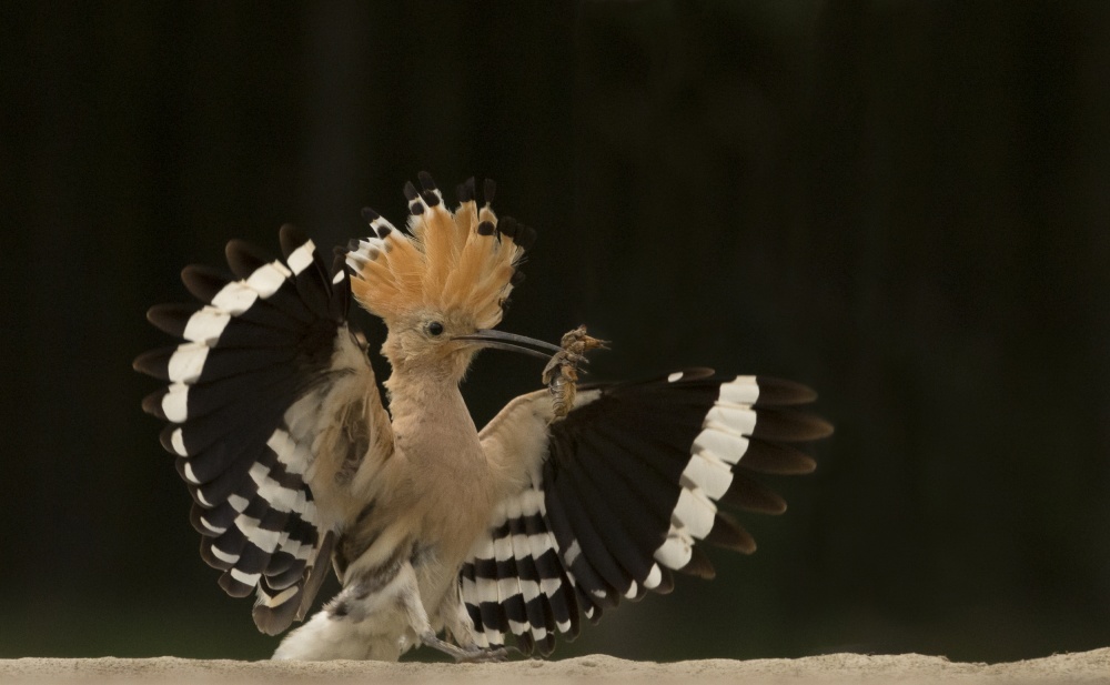 Lunch is ready von Giulio Zanni