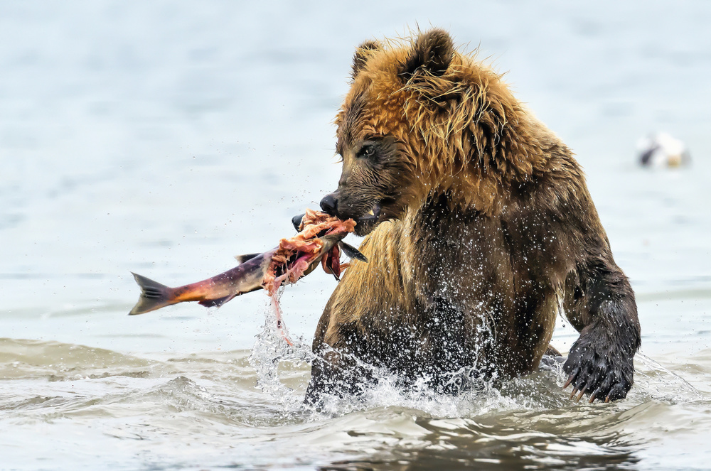 Fishing von Giuseppe DAmico