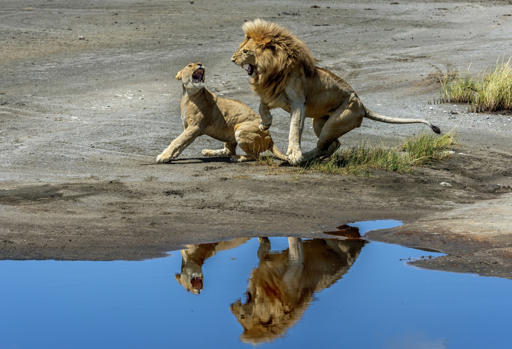 Arguments in the mirror von Giuseppe DAmico