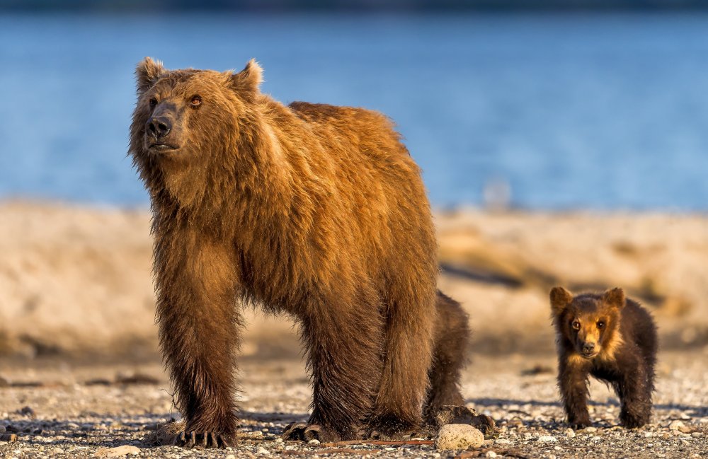 Mother bear with her cubs von Giuseppe DAmico