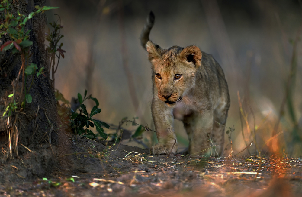 Looking In the Bush von Giuseppe DAmico