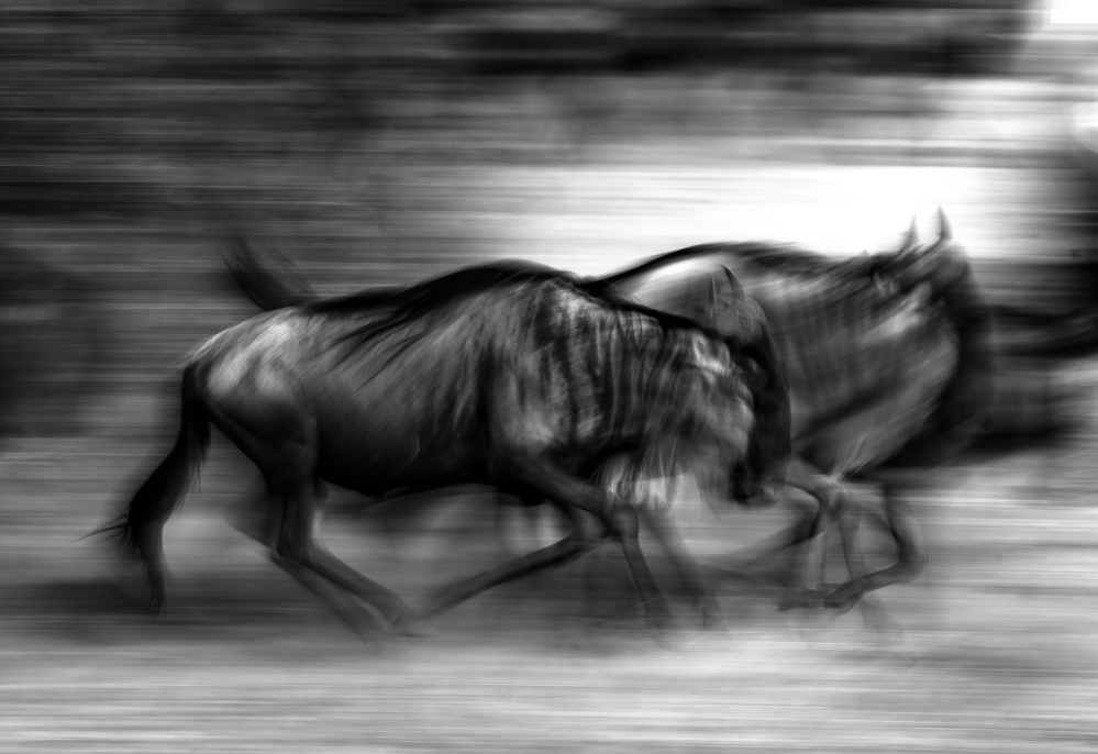 The wildebeest race von Giuseppe DAmico