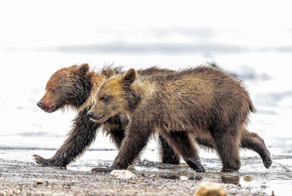 THE WALK OF THE LITTLE BROTHERS von Giuseppe DAmico