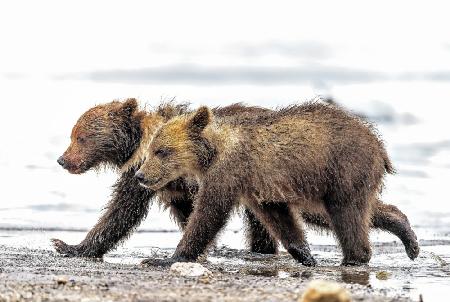 THE WALK OF THE LITTLE BROTHERS