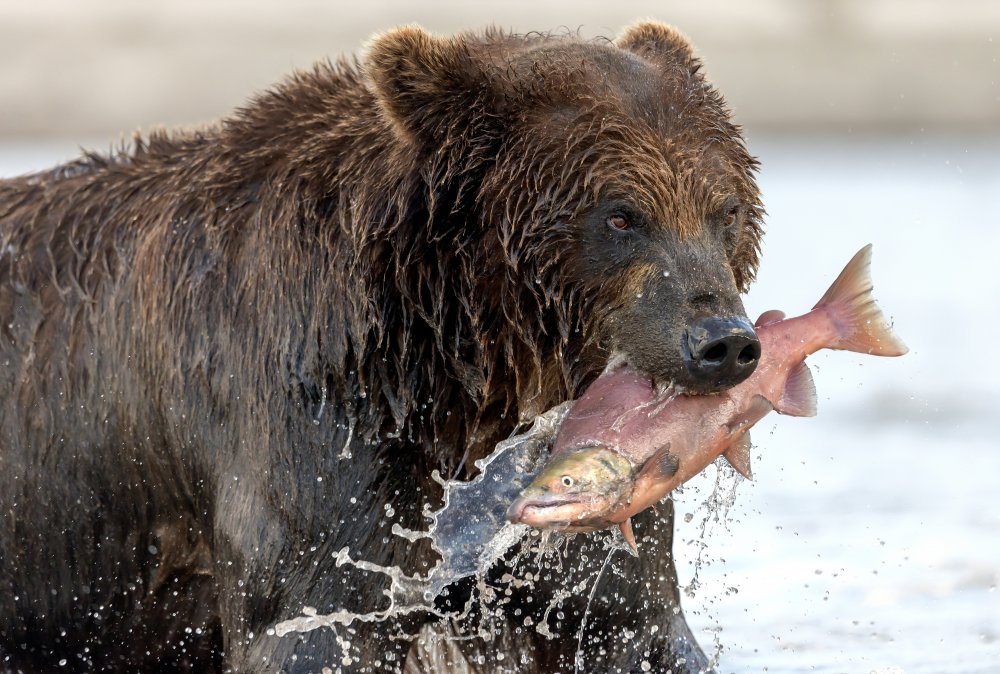 The prey von Giuseppe DAmico