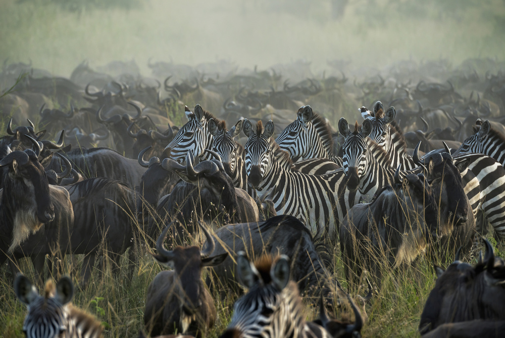 The Great migration von Giuseppe DAmico