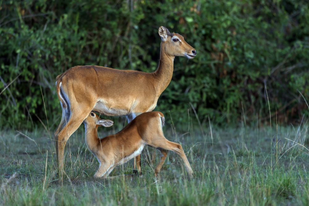 Feeding time von Giuseppe DAmico