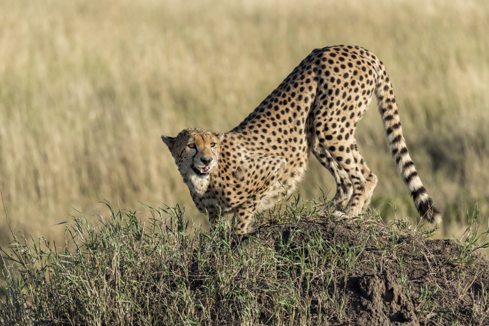 Bent and attentive von Giuseppe DAmico