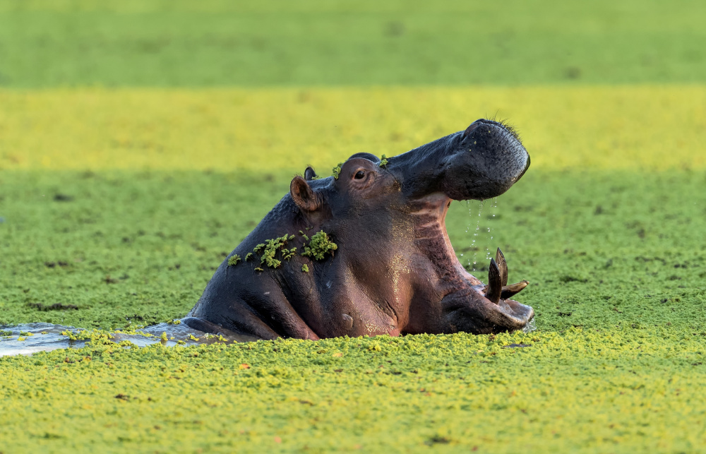 Big mouth von Giuseppe DAmico