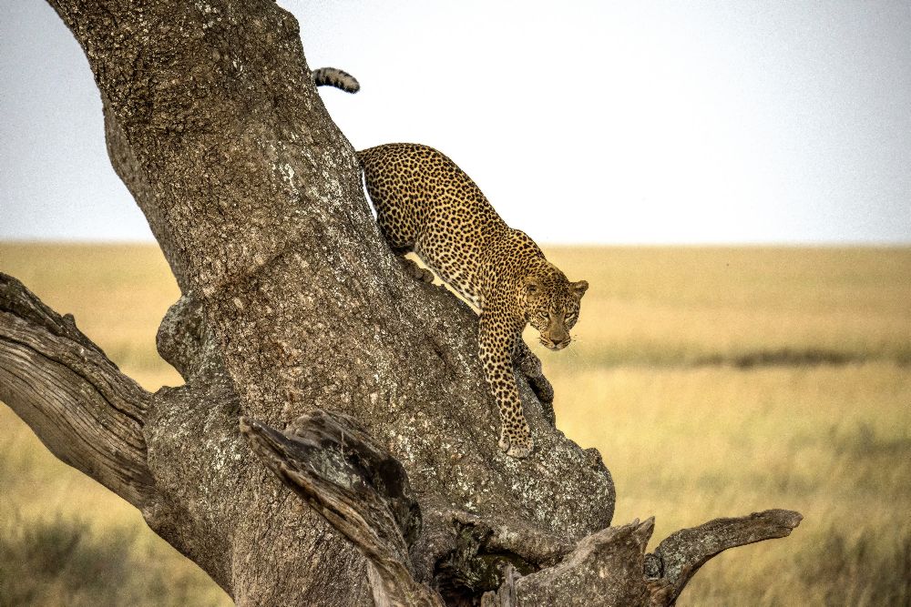 Leopard - Serengheti, Tansania von Giuseppe DAmico