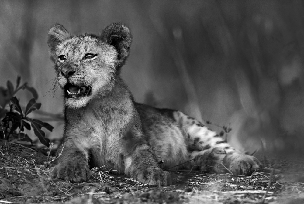 Lion cub in B &amp; W von Giuseppe DAmico