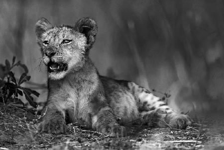 Lion cub in B &amp; W