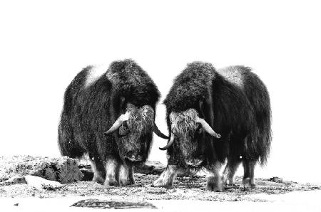 Musk oxen