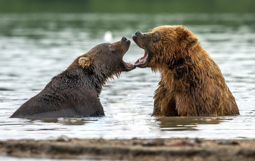 Mouth to mouth von Giuseppe DAmico