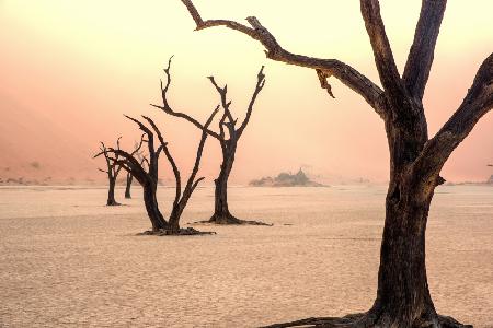 Fog and trees in the desert