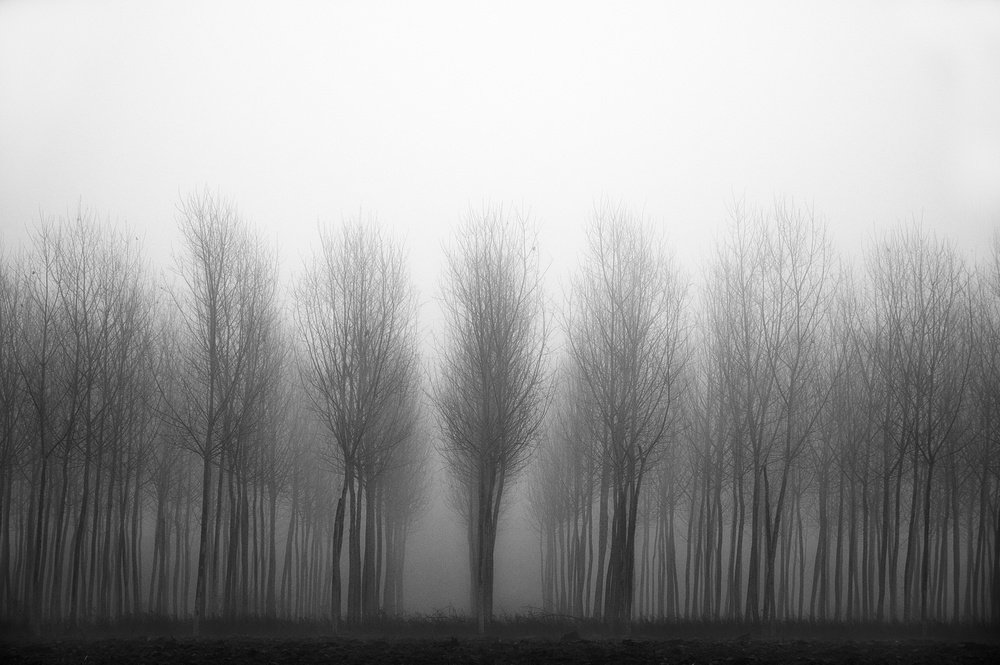 poplars von Giuseppe Galli