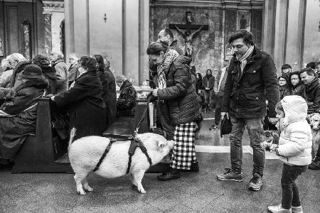 In the church with pets