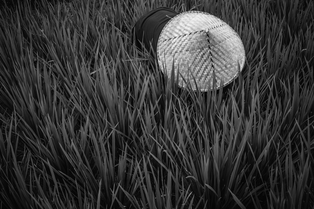 rice fields in bw von Gloria Salgado Gispert