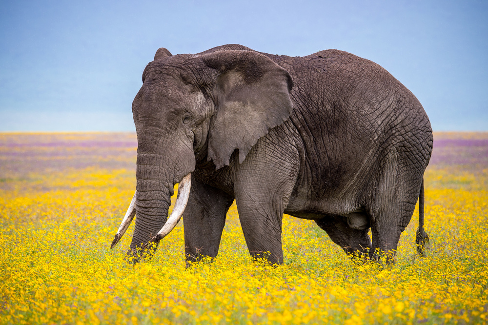 Flower boy von Gorazd Golob