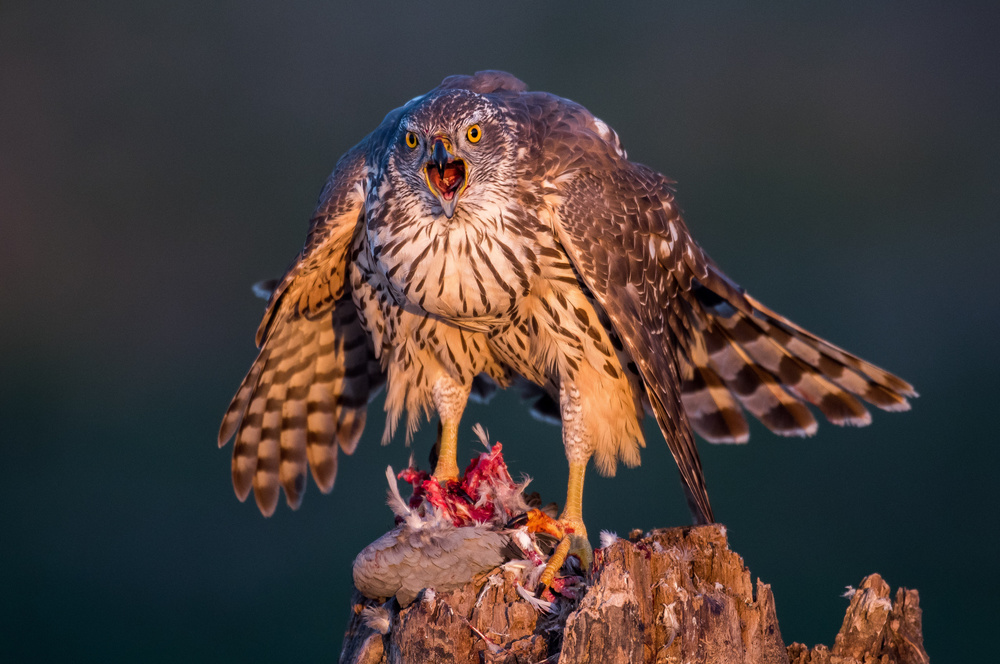 It is my breakfast von Gorazd Golob