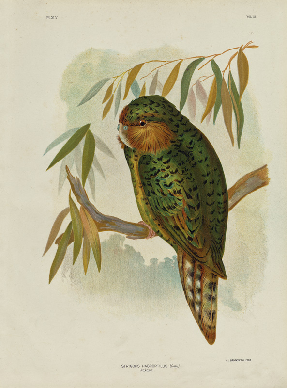 Kakapo von Gracius Broinowski