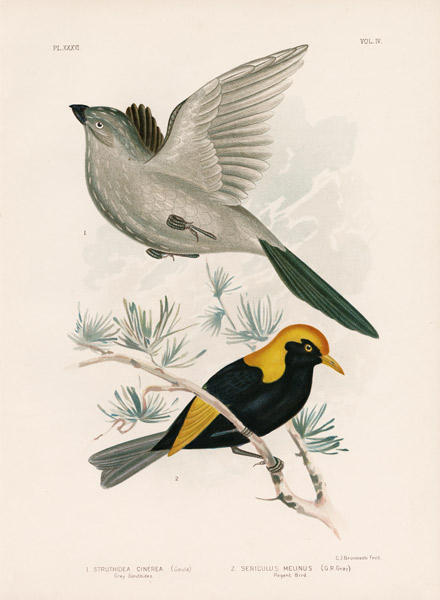 Grey Struthidea Or Apostlebird von Gracius Broinowski