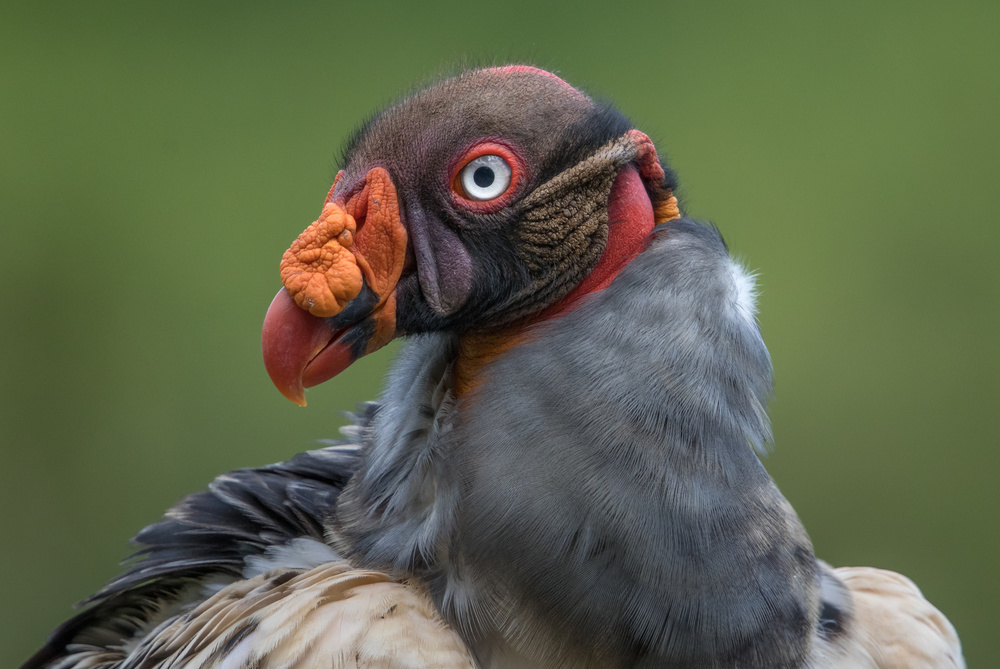 Carrion King von Greg Barsh