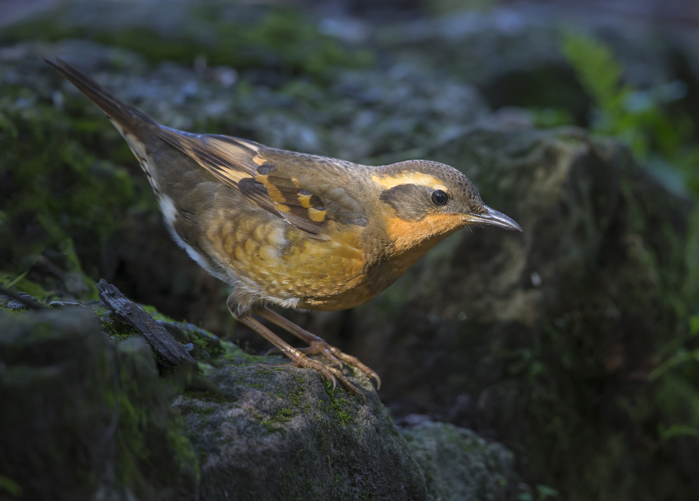 Varied shadow von Greg Barsh